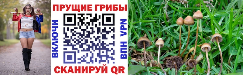 Купить  Теберда  Галлюциногенные грибы мухоморы 